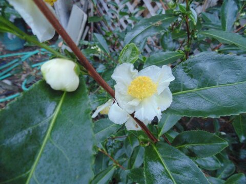 images/stories/virtuemart/product/Sochi Green Tea